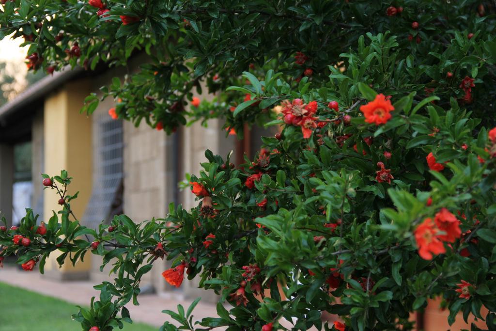 Al Vecchio Fontanile B&B Ladispoli Extérieur photo